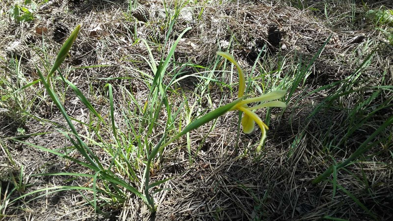 Iris haussknechtii photo 8