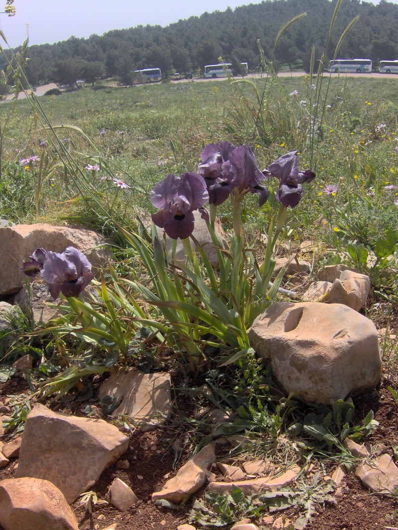 Iris haynei