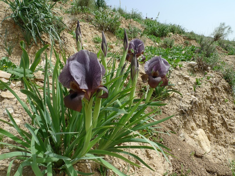 Iris haynei photo 2