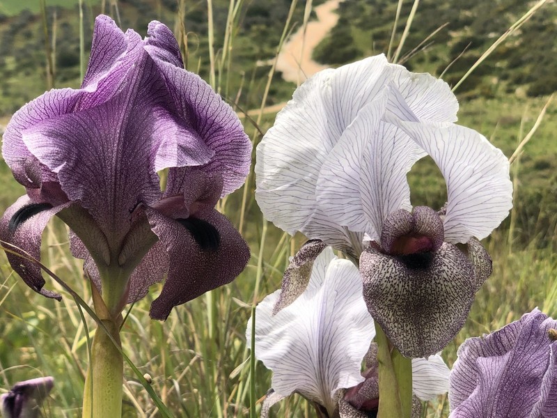 Iris haynei photo 3