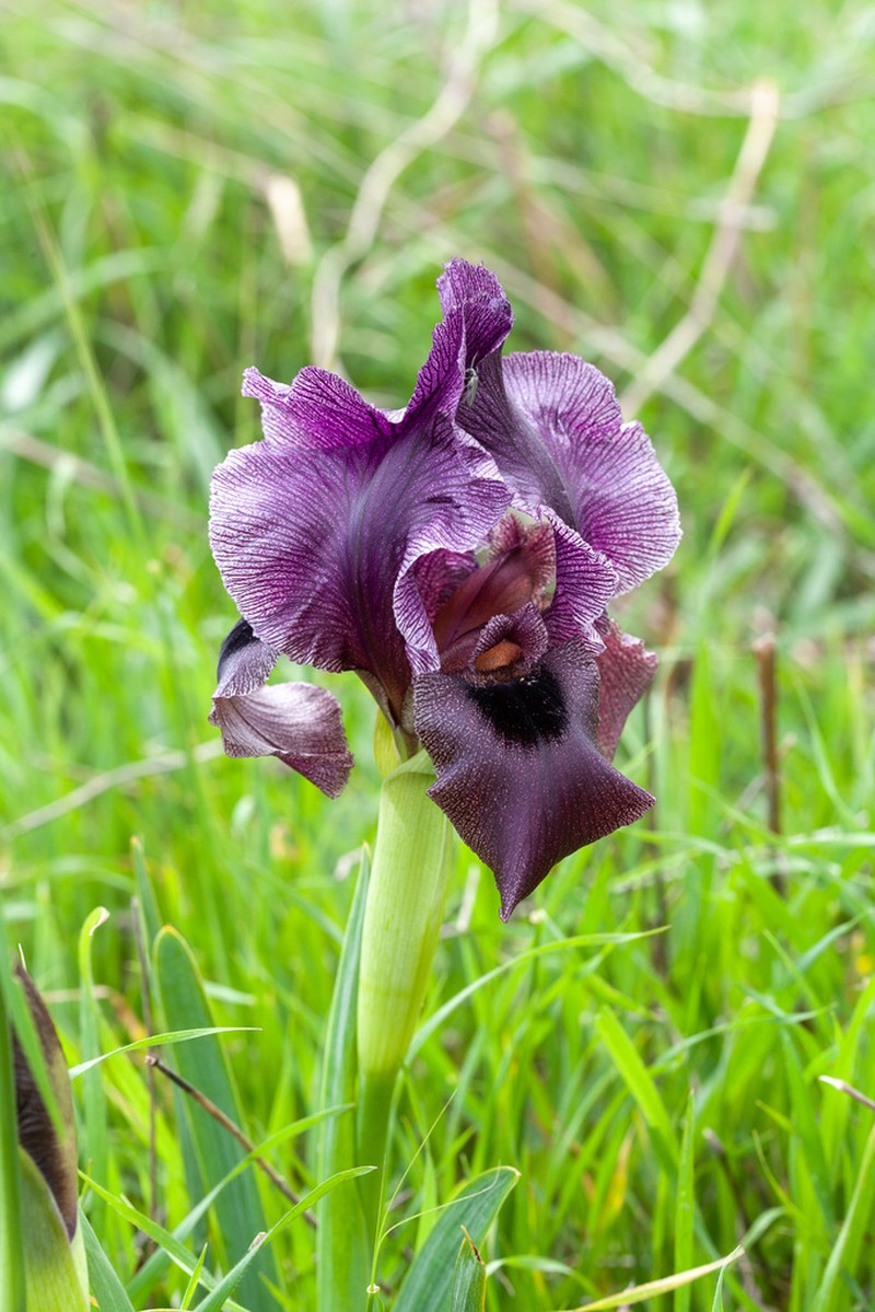 Iris haynei photo 4