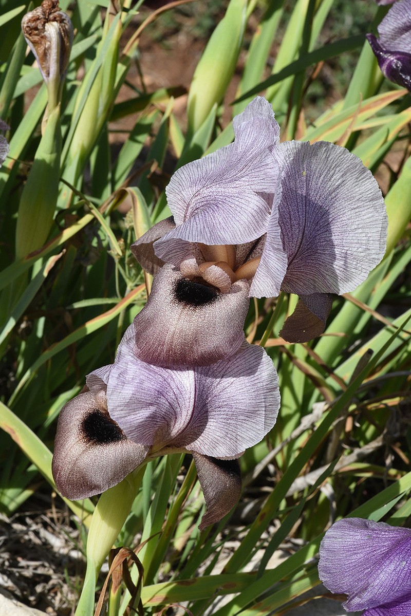 Iris haynei photo 5