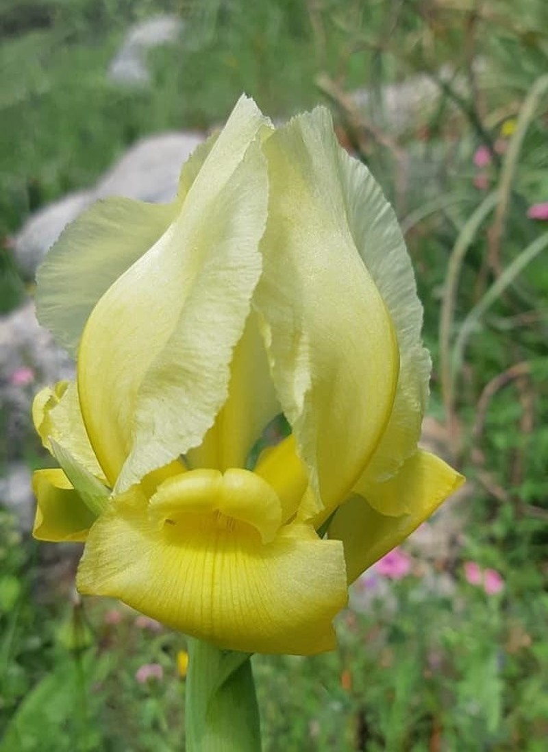 Iris haynei photo 6