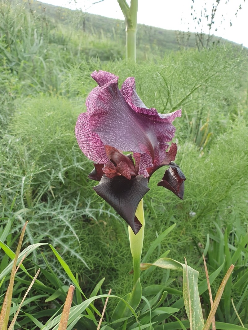 Iris haynei photo 7