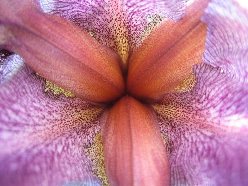 Iris haynei photo 8