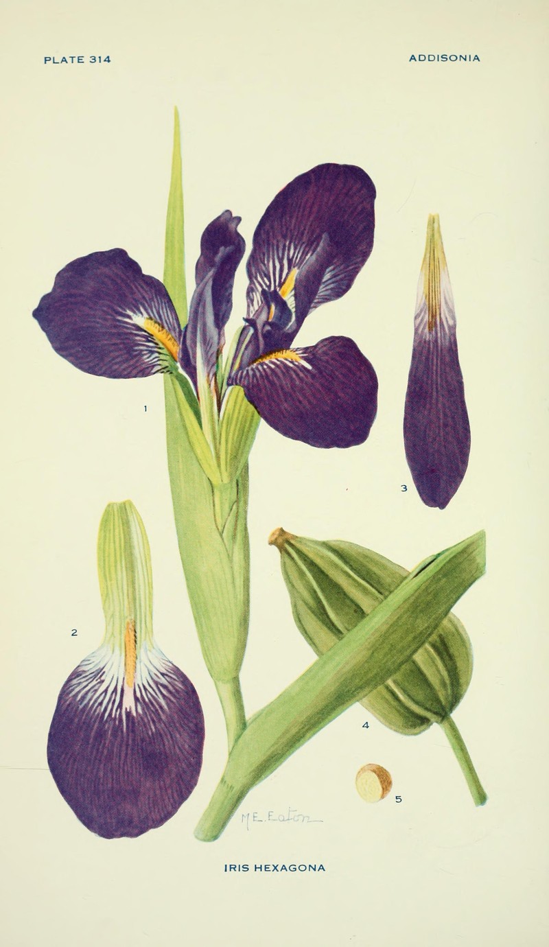 Dixie Iris photo 4