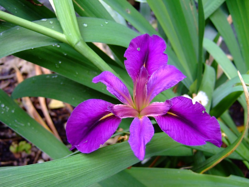 Dixie Iris photo 5