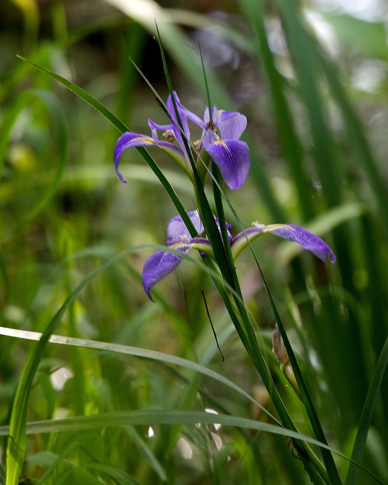 Dixie Iris photo 2