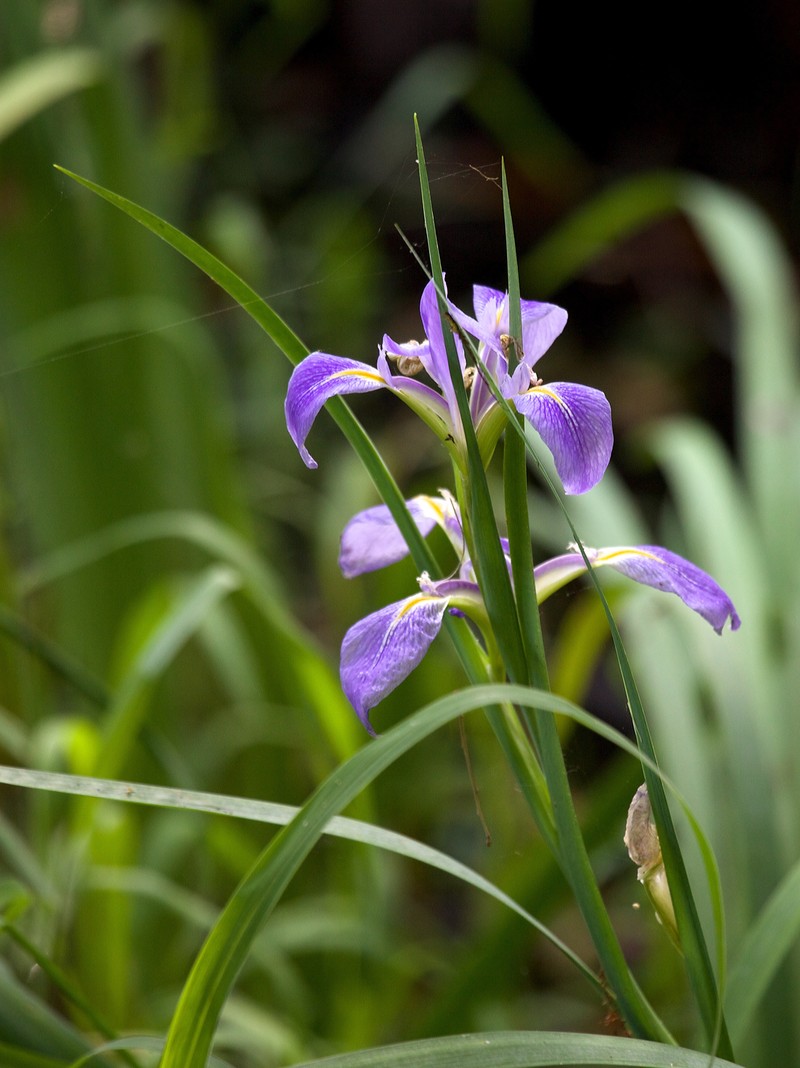 Dixie Iris photo 3