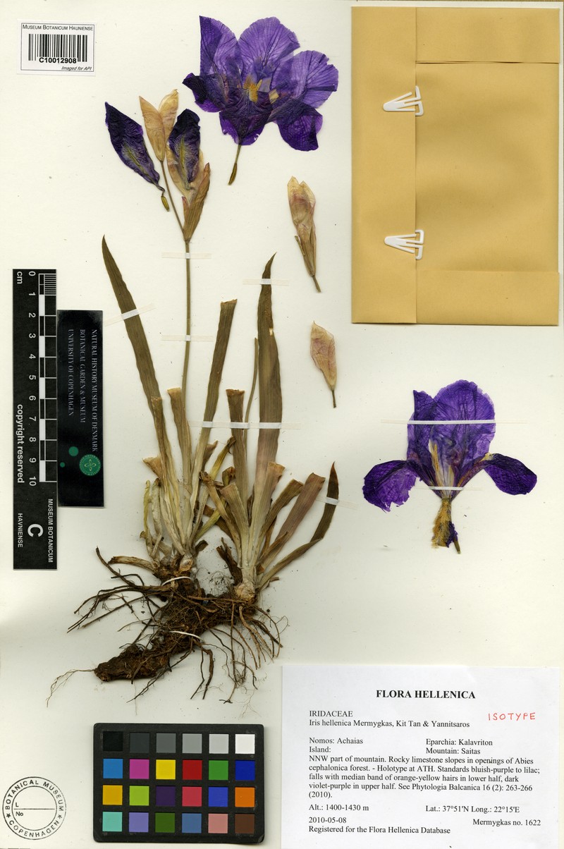 Iris hellenica