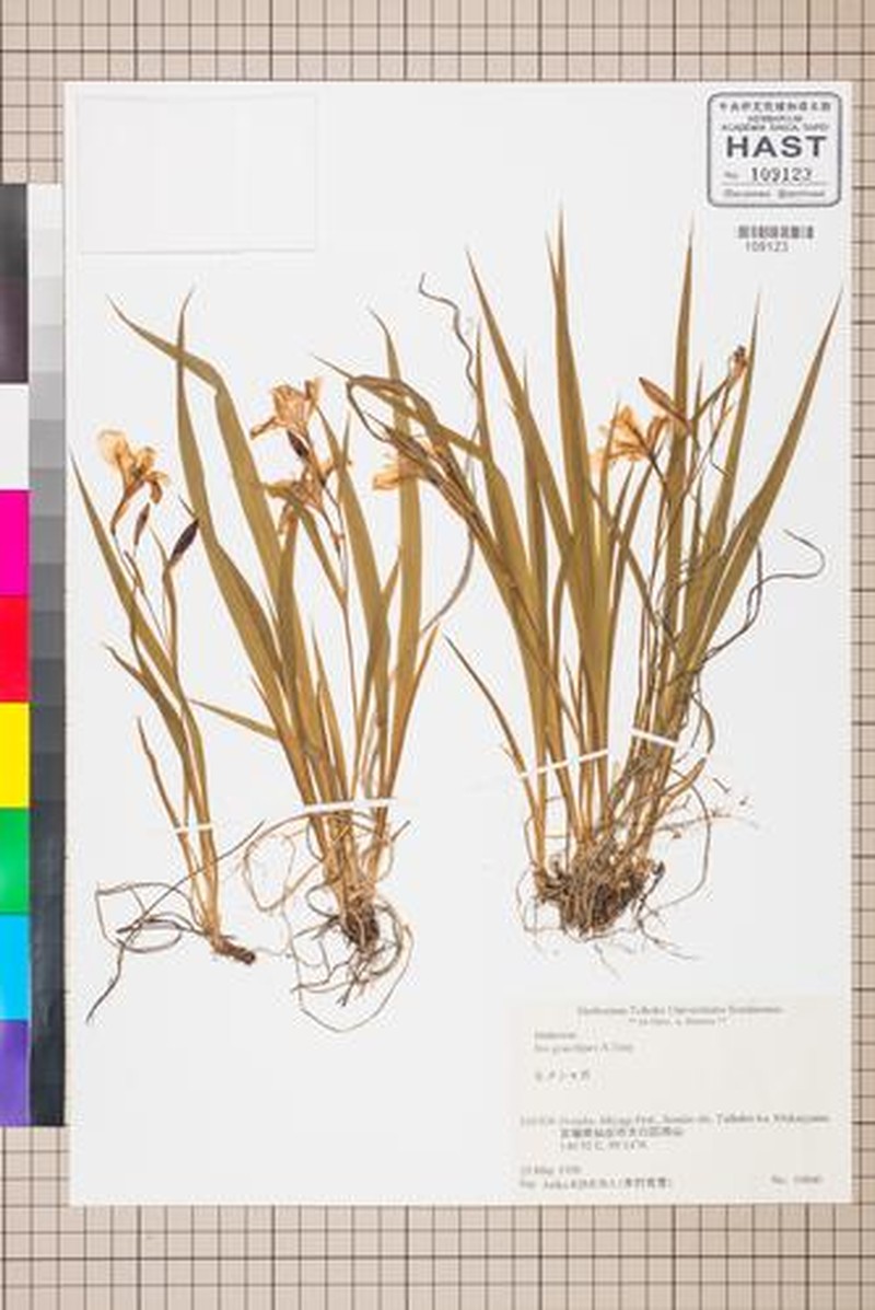 Iris henryi
