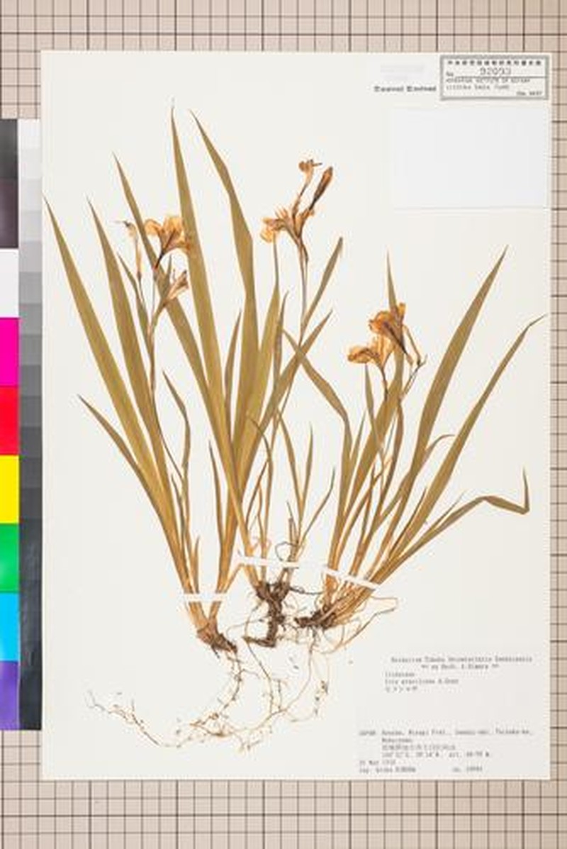 Iris henryi photo 2