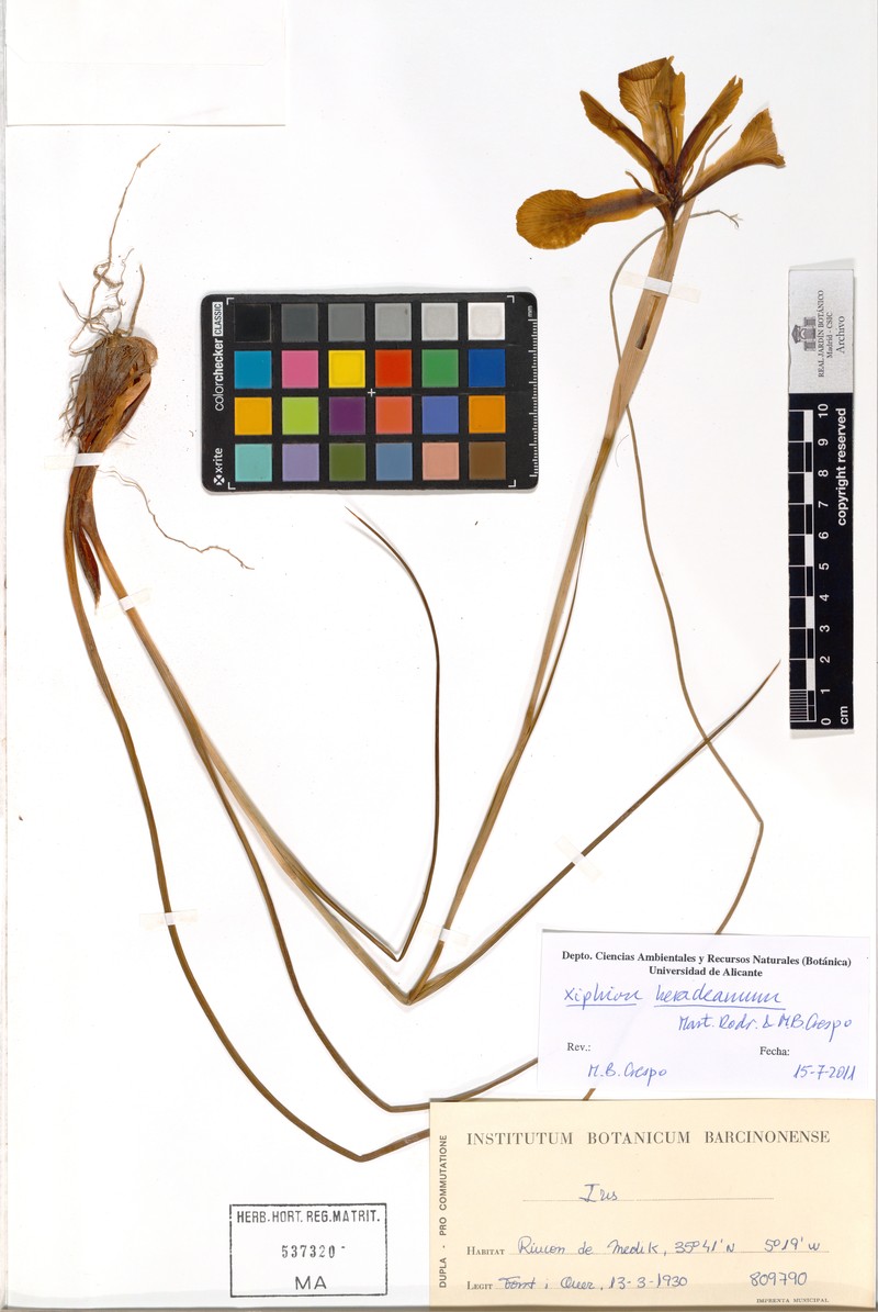 Iris heracleana