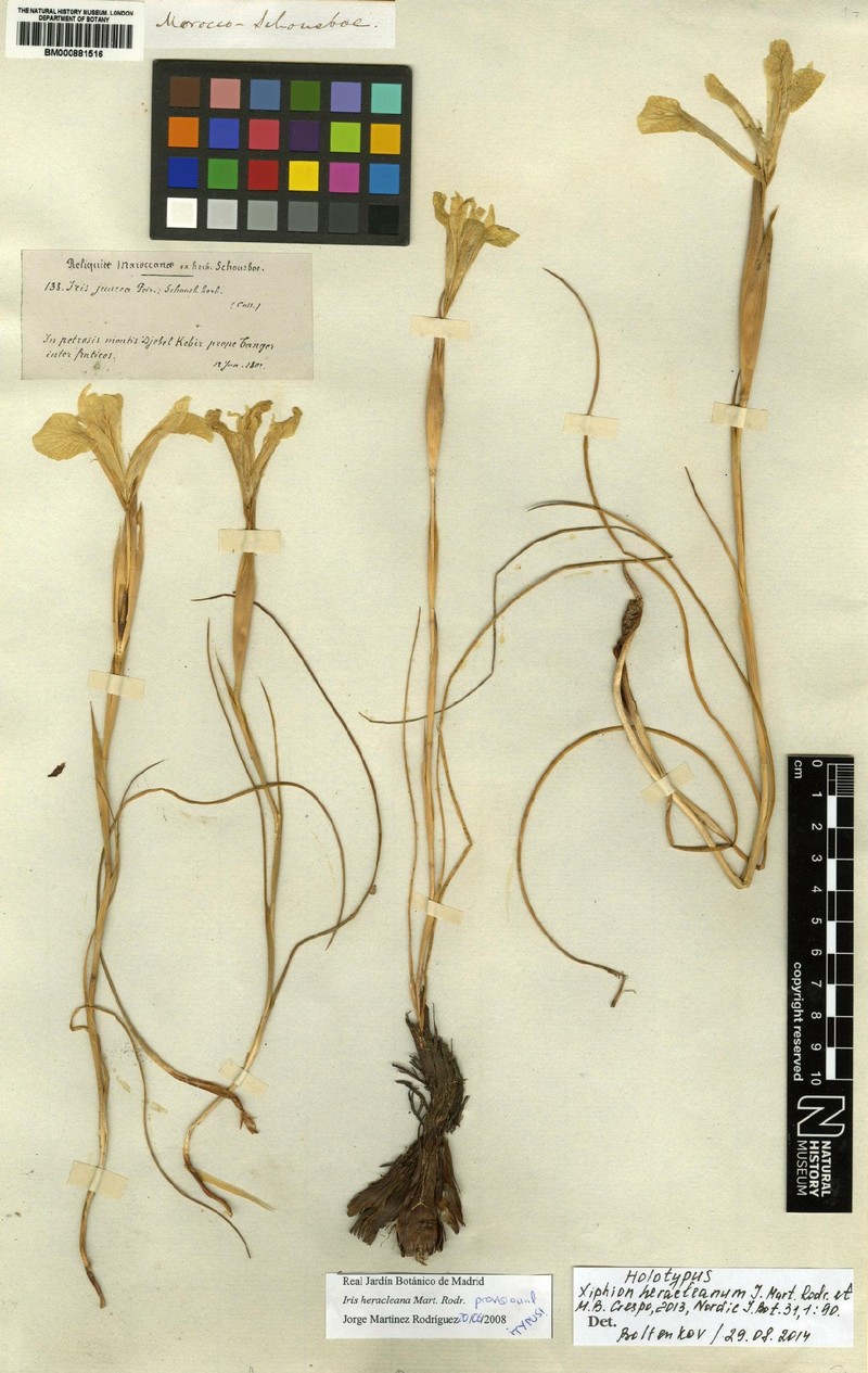 Iris heracleana photo 2