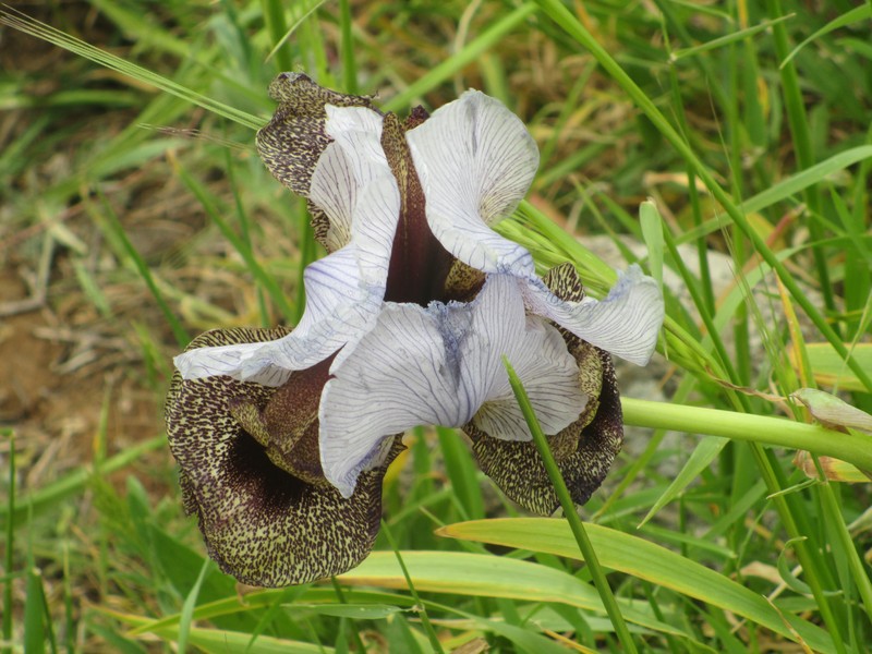 Iris hermona