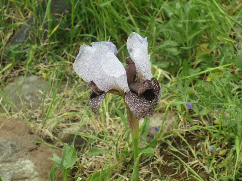 Iris hermona photo 2