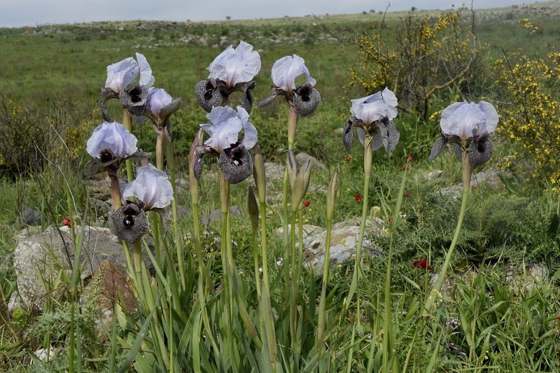 Iris hermona photo 3