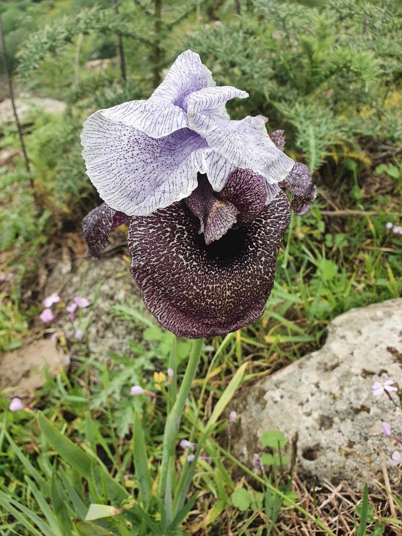 Iris hermona photo 4