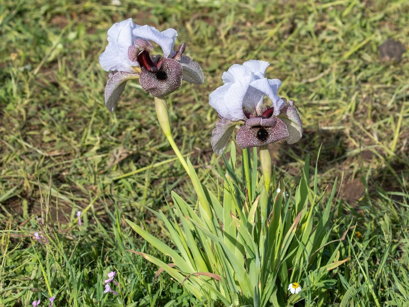 Iris hermona photo 5