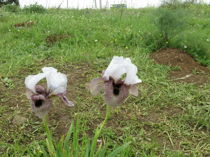 Iris hermona photo 6