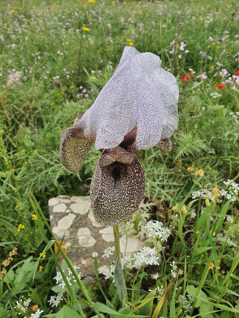 Iris hermona photo 7