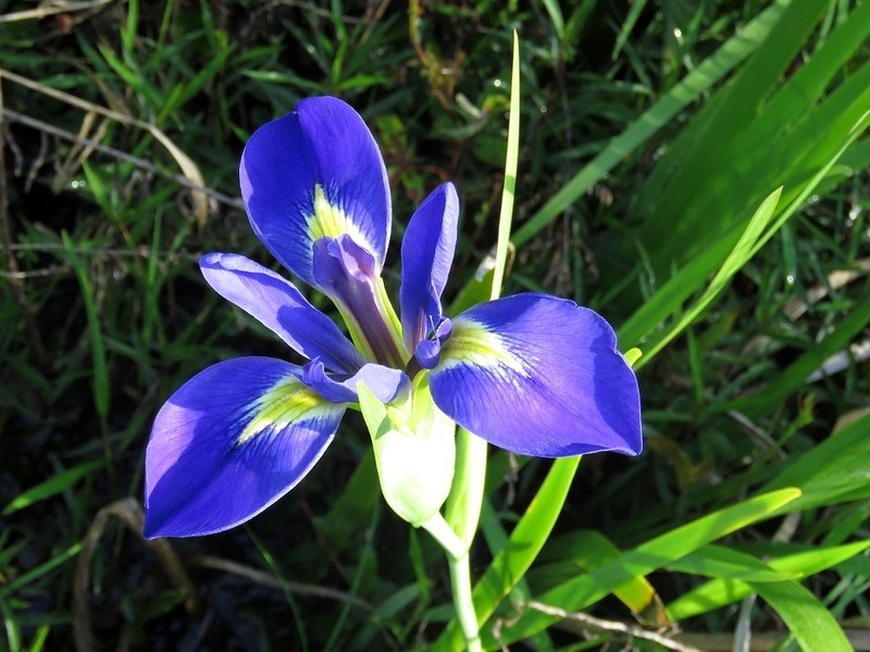 Dixie Iris