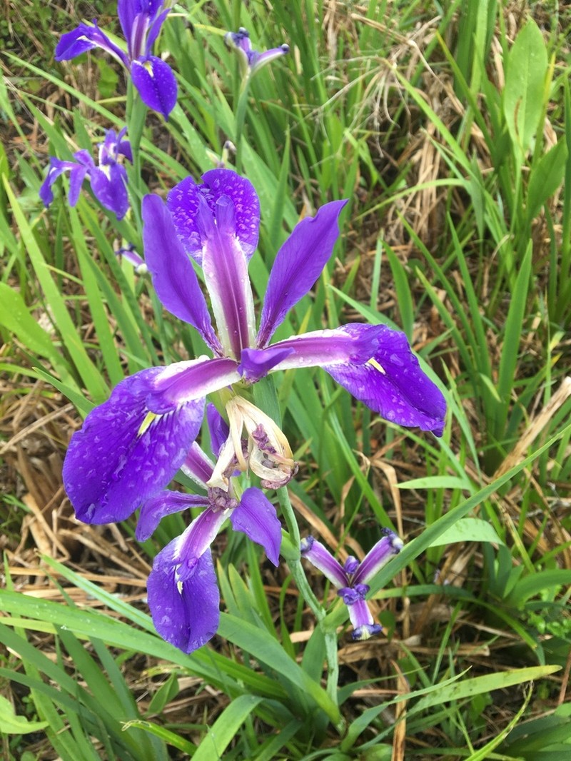 Dixie Iris photo 3