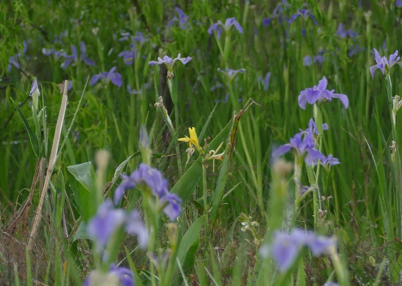Dixie Iris photo 4