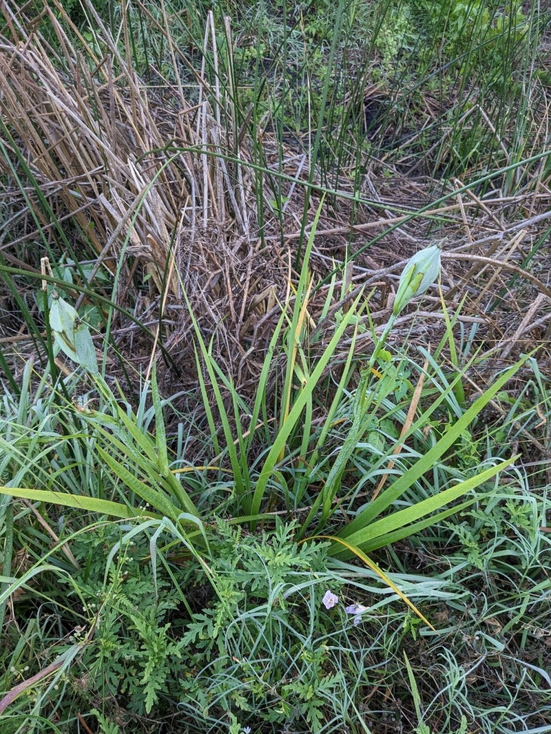 Dixie Iris photo 5