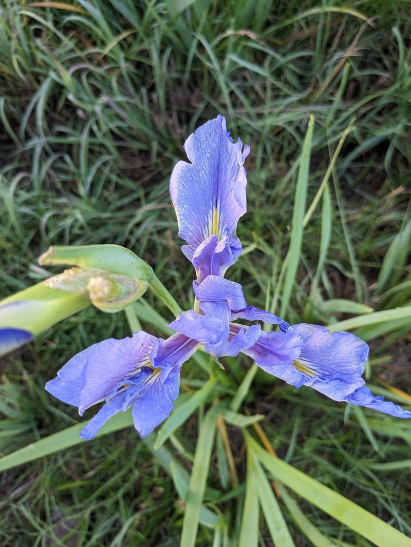 Dixie Iris photo 6