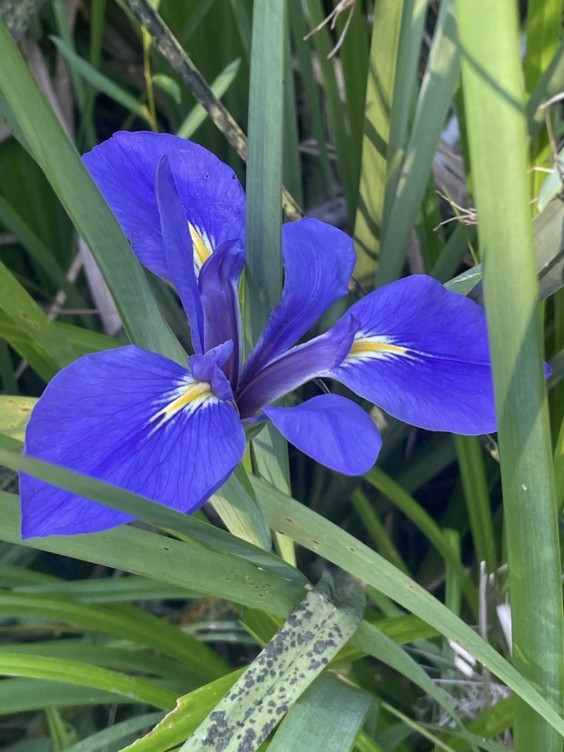 Dixie Iris photo 7