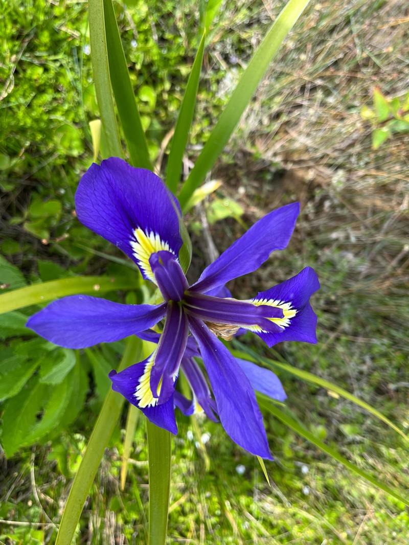 Dixie Iris photo 8