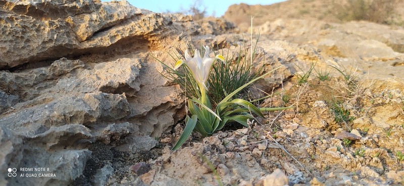 Iris hippolyti