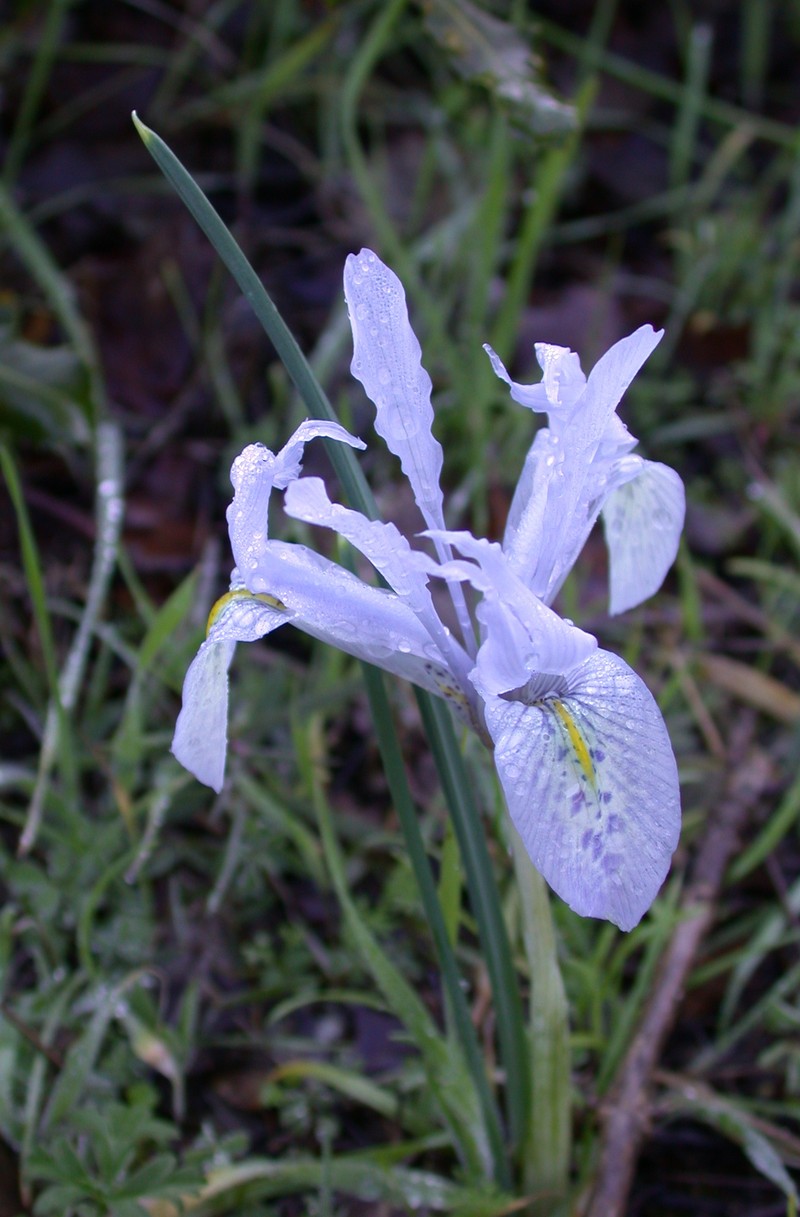 Iris histrio