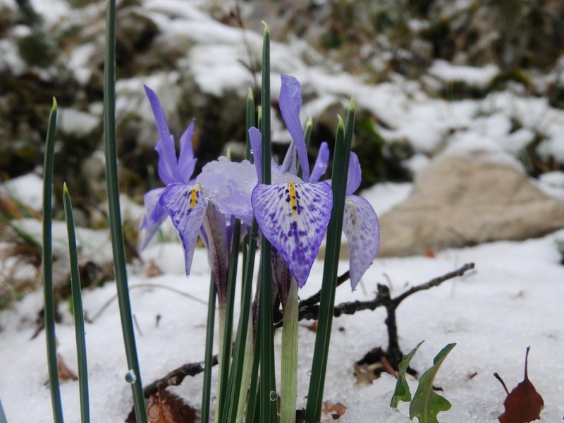 Iris histrio photo 2