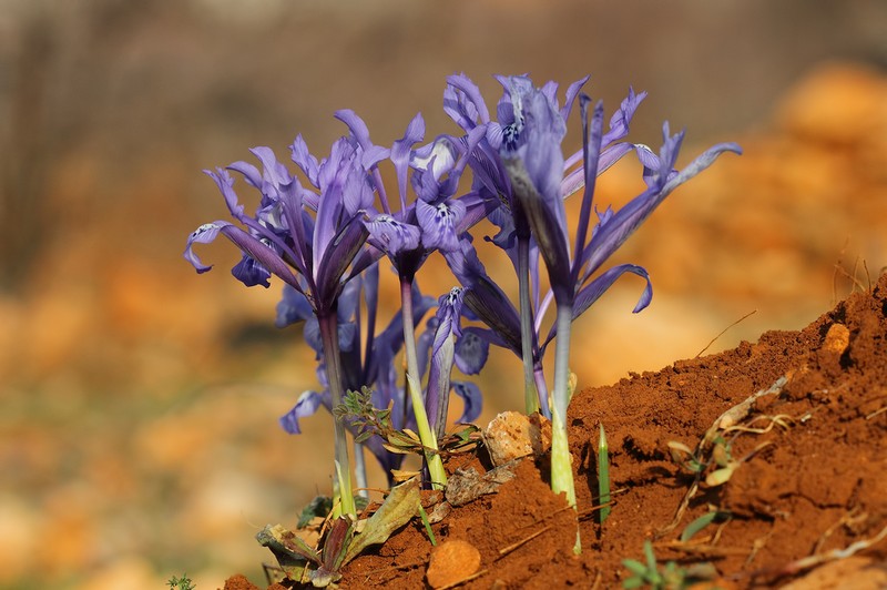 Iris histrio photo 4