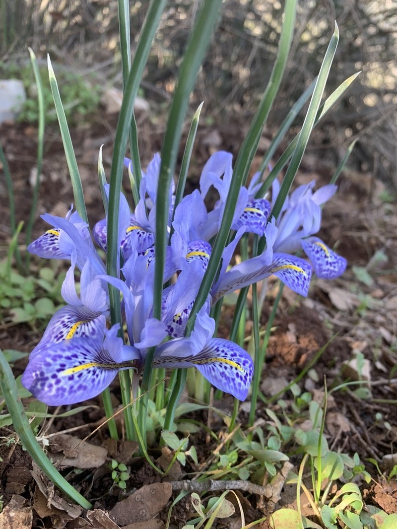 Iris histrio photo 5