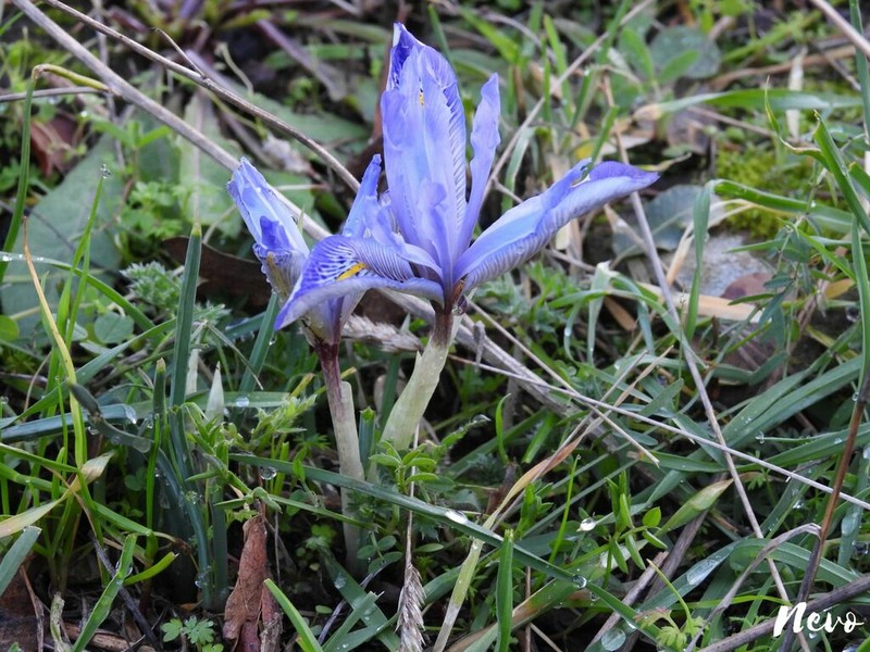 Iris histrio photo 6