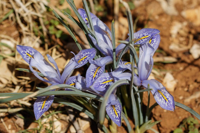 Iris histrio photo 7