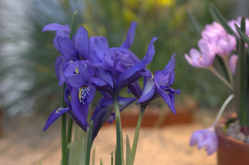 Iris histrioides
