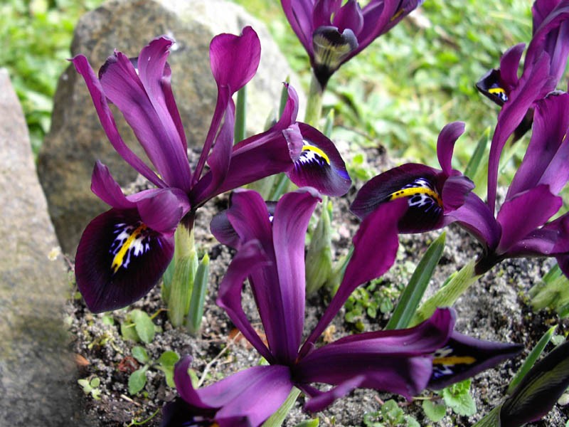 Iris histrioides photo 2
