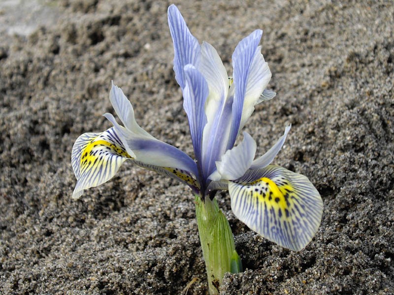 Iris histrioides photo 3