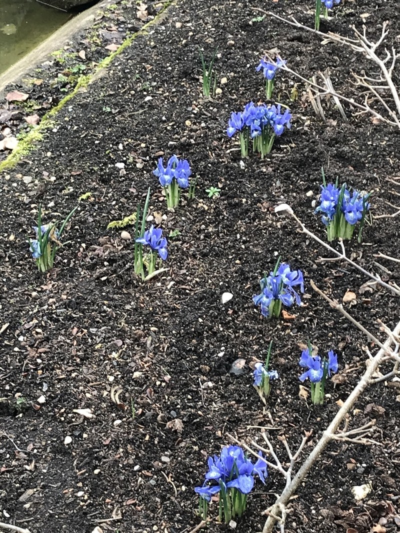 Iris histrioides photo 4