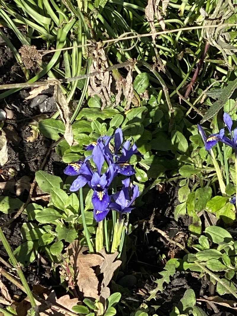 Iris histrioides photo 5