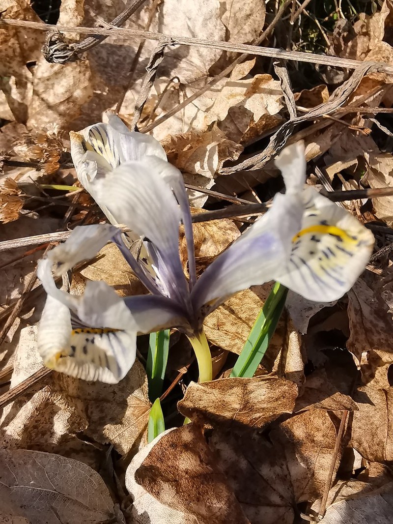 Iris histrioides photo 6