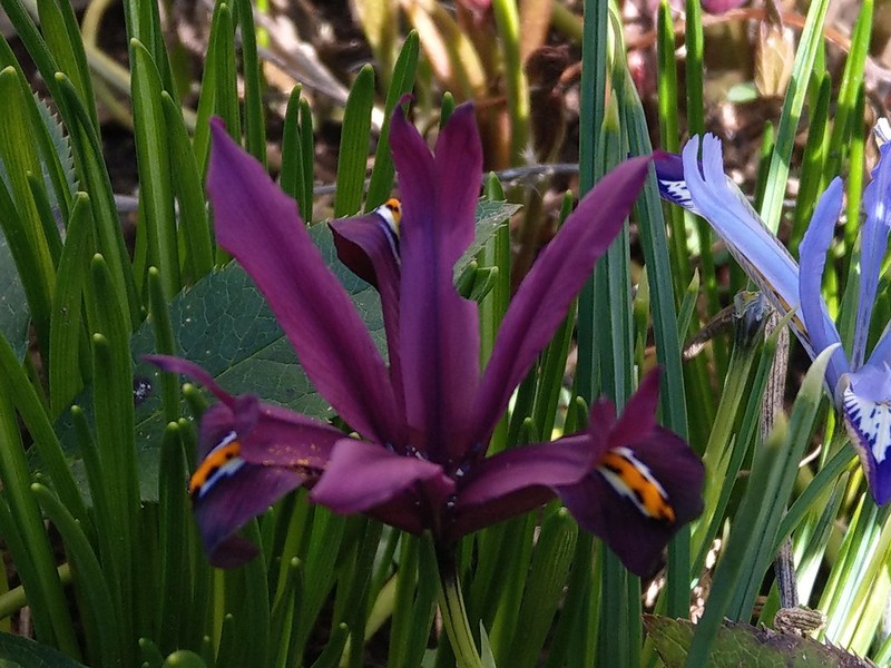 Iris histrioides photo 7