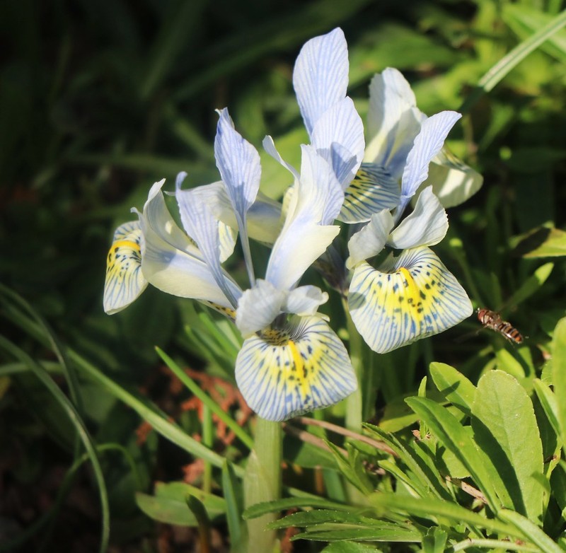 Iris histrioides photo 8