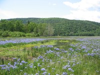 Iris hookeri