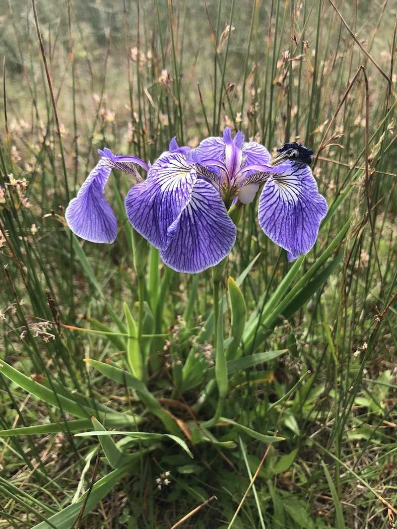 Iris hookeri photo 2