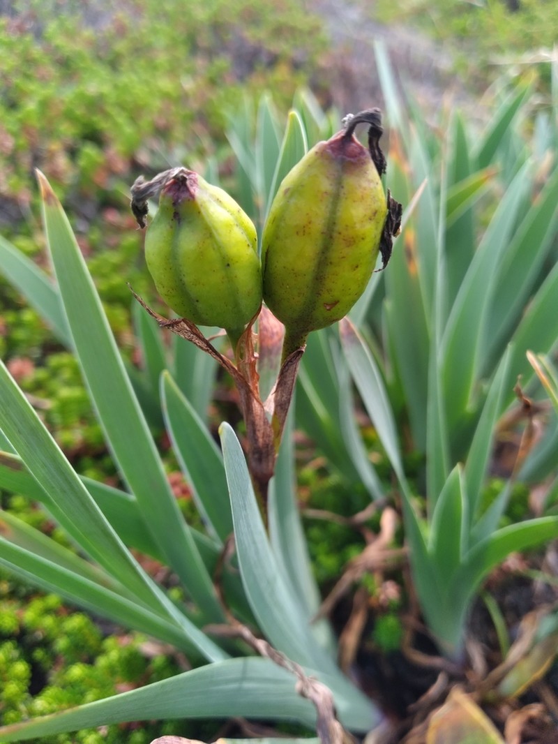 Iris hookeri photo 3